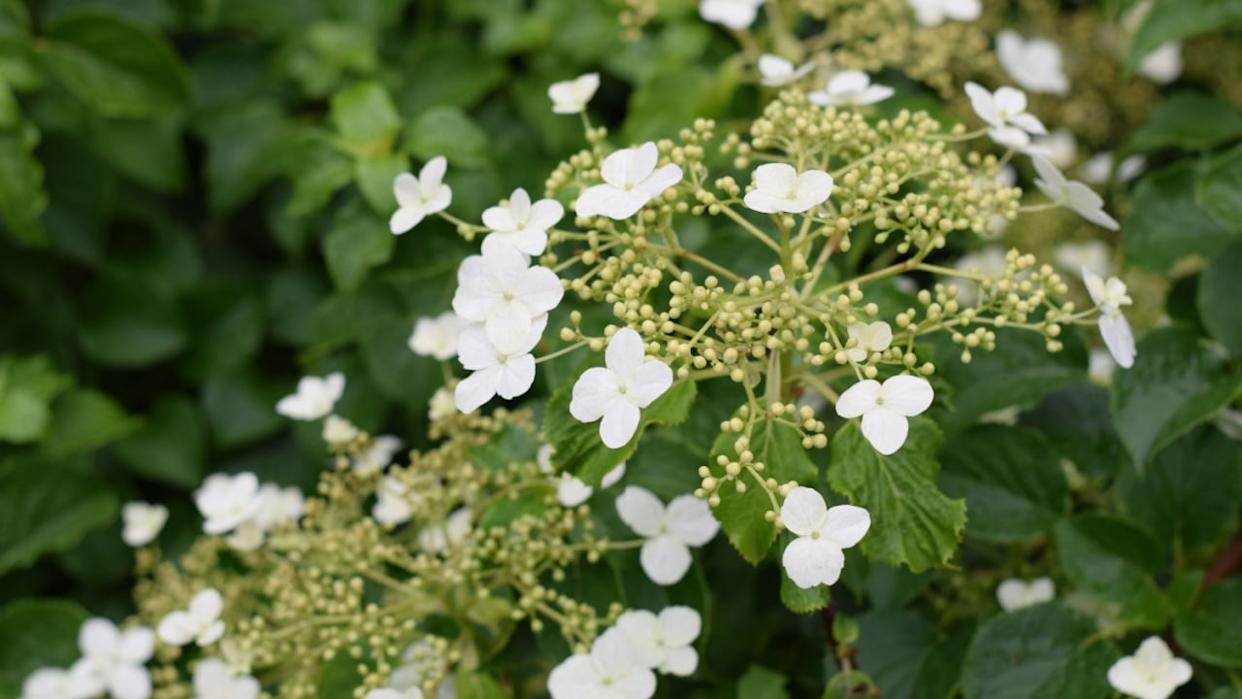 Hydrangea petiolaris, a climbing hydrangea (syn: Hydrangea anomala subsp. petiolaris)