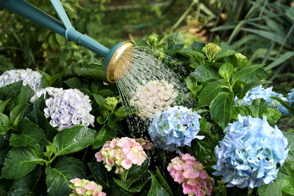 Watering beautiful blooming hortensia plants in garden Watering beautiful blooming hortensia plants in garden