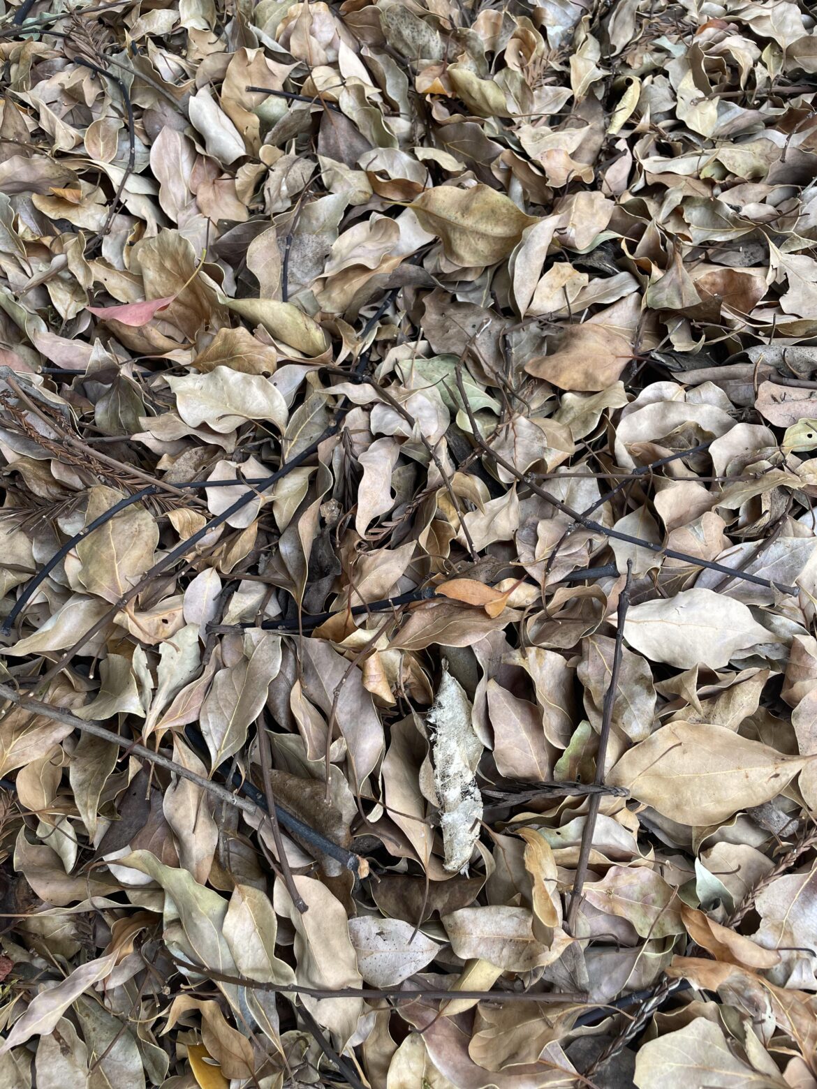 Any tricks to pre-filter these leaves to not have twigs?