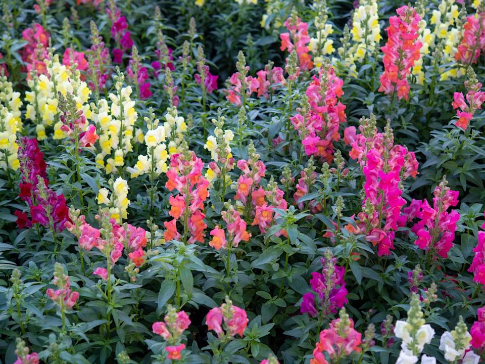 Credit: Roberto Machado Noa/Getty Images