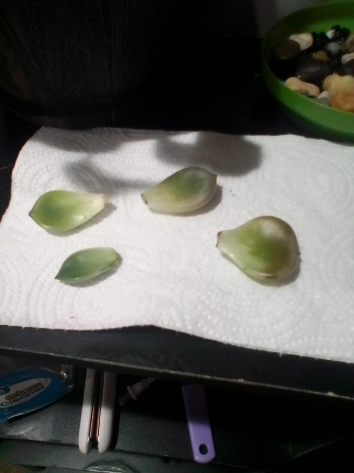 How should I propagate these? First timer!!!!