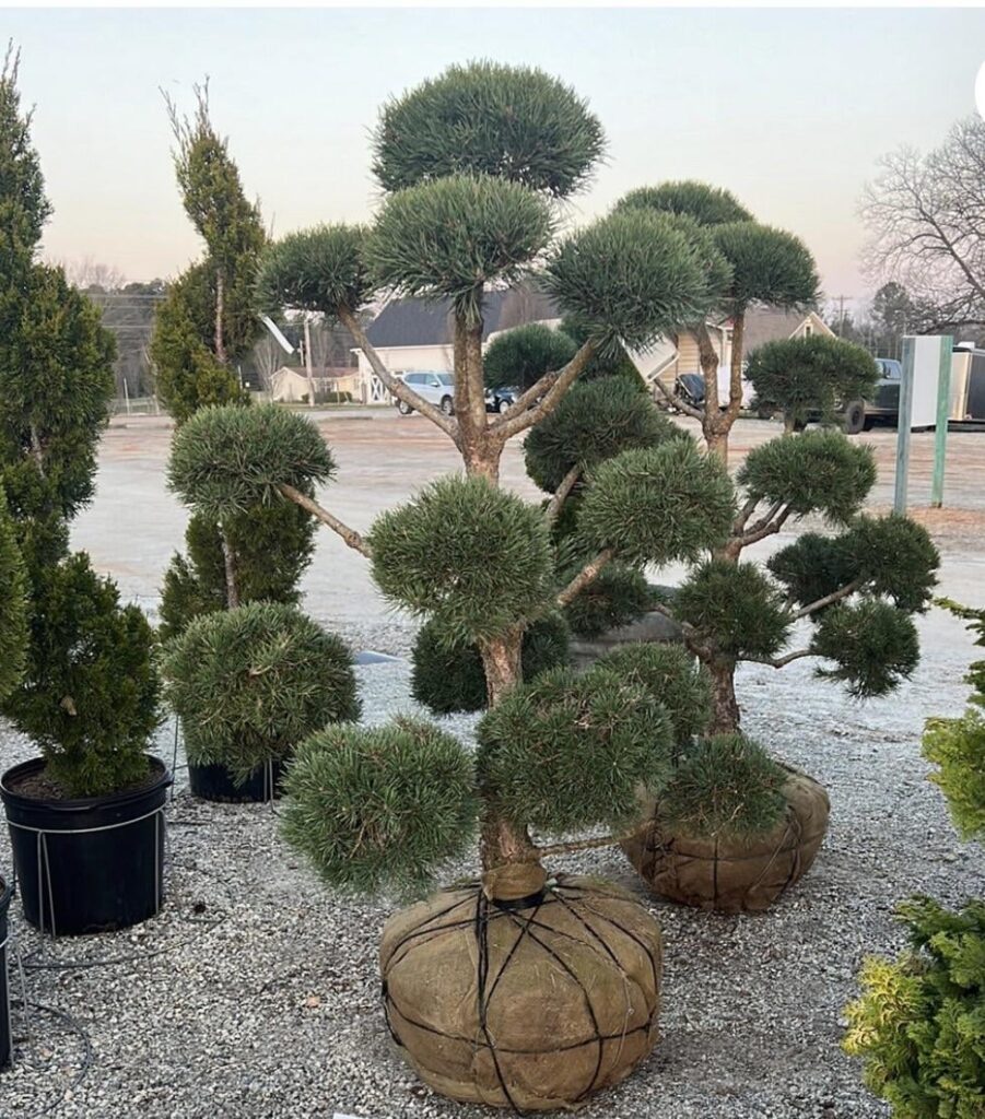 Scotch pine pom pom plants