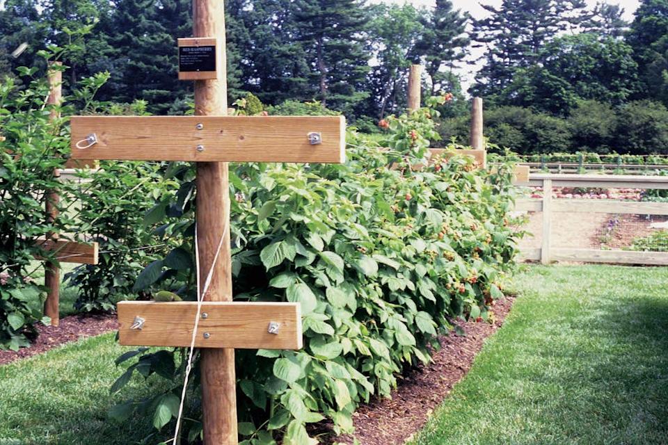 Raspberry plants should be supported with a trellis system for maximum production.