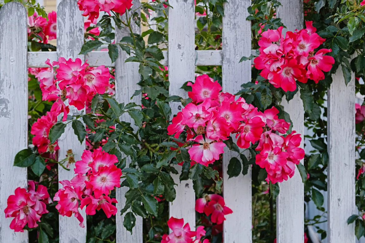 12 Climbing Vines Every Garden Trellis and Pergola Needs Yahoo creators home