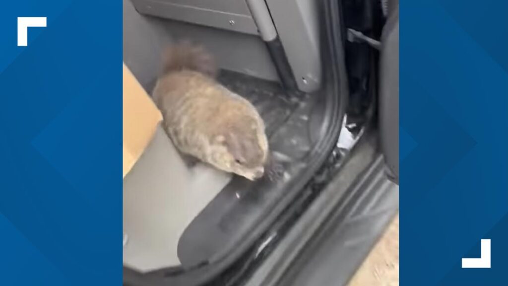 Benton Officers rescue furry dinner guest from Olive Garden parking lot Benton Officers rescue furry dinner guest from Olive Garden parking lot