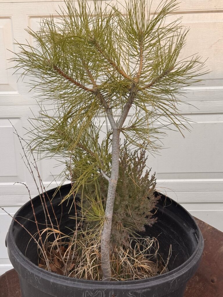 Young ponderosa yamadori first styling; literati