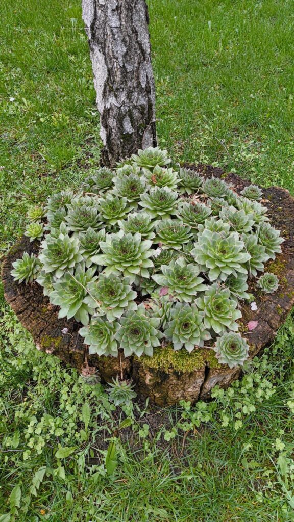 tree stump with sempervivum growing out of it in my dads garden