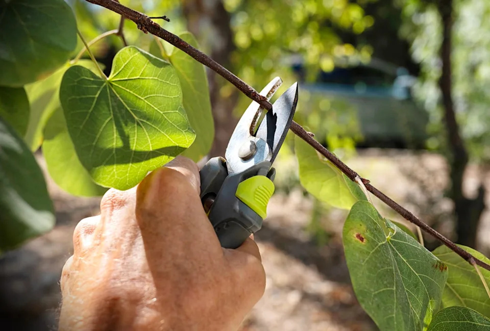person pruning a flower