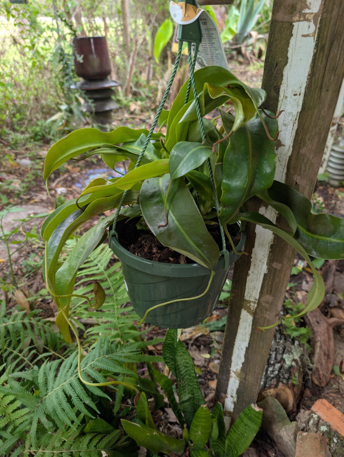 Yesterday I acquired my 8th nepenthes which I will probably kill, just like the 7 that came before it.