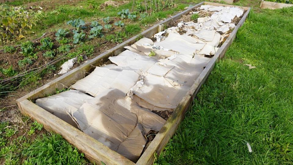 raised wooden vegetable garden filled with the lasagna method, with a layer of cardboard.