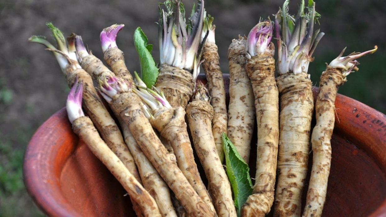 Fresh, dug horseradish root is on the pile