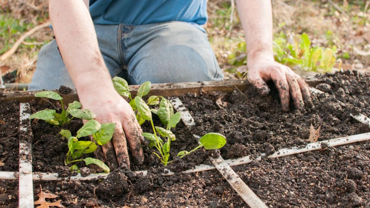 Spinach seedlings are being planted in a square foot garden lattice by a man, who is only shown from the chest down.