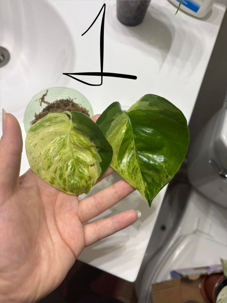 Haul and ID?