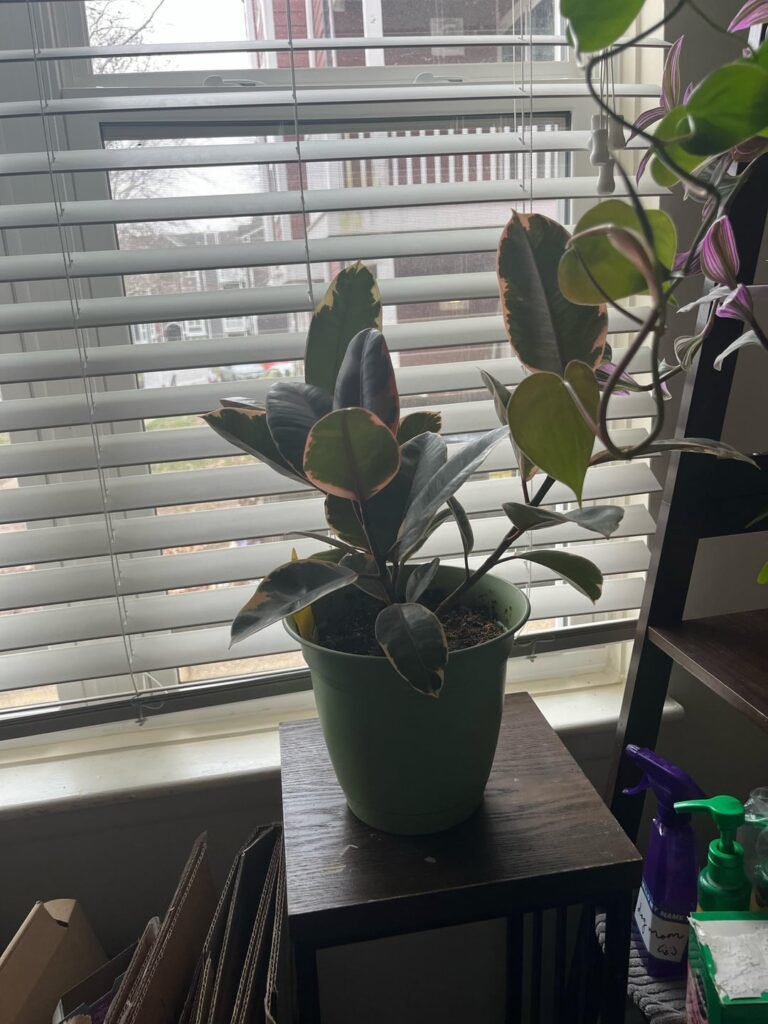 Stunted growth