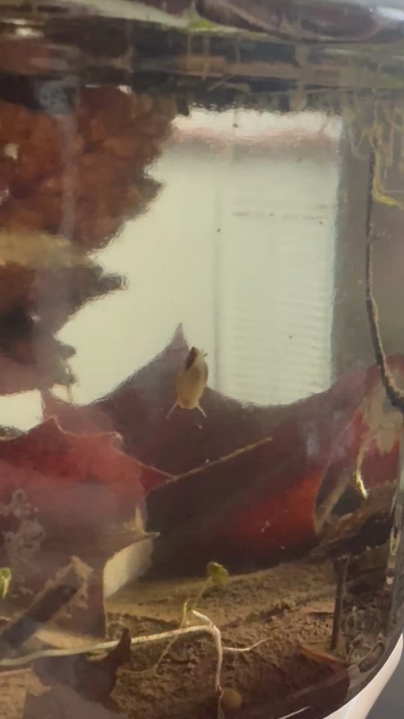 what kind of snail is this?