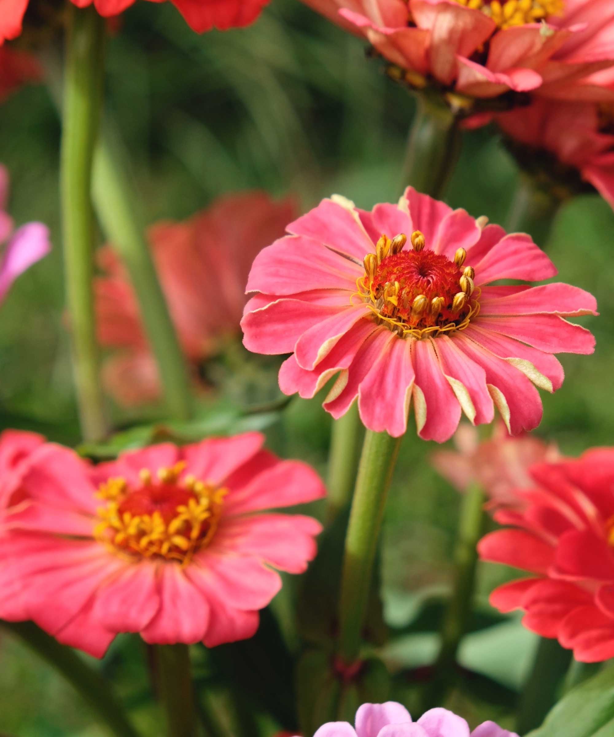 pink zinnias