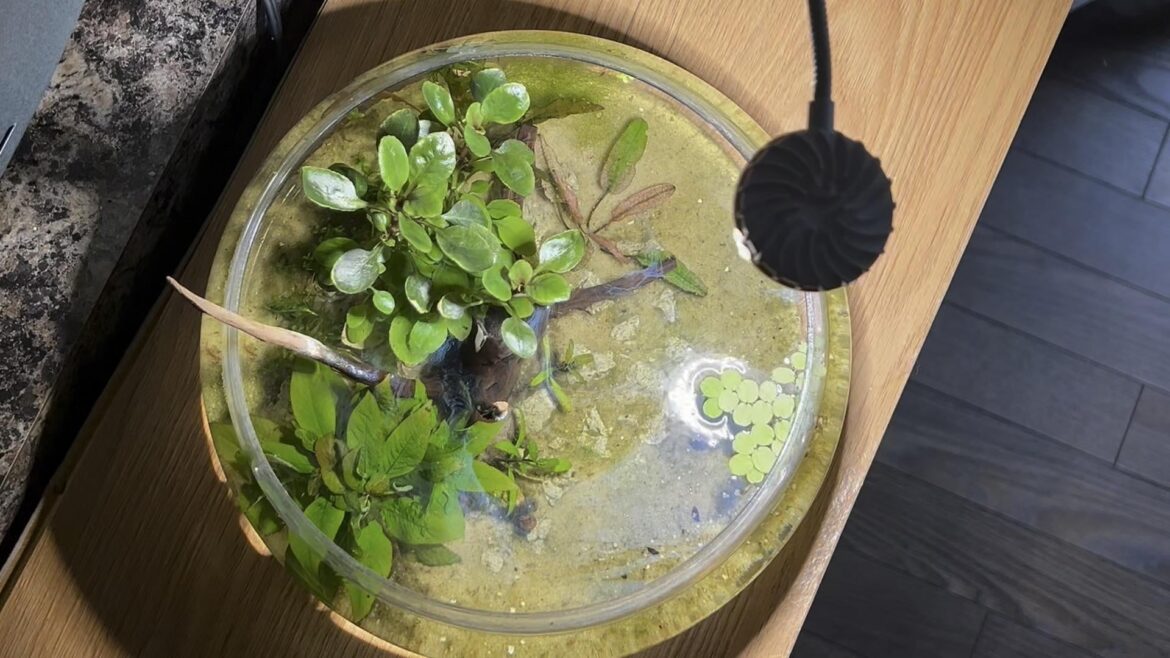 Planted Walstad 0.8 Gallon Dish