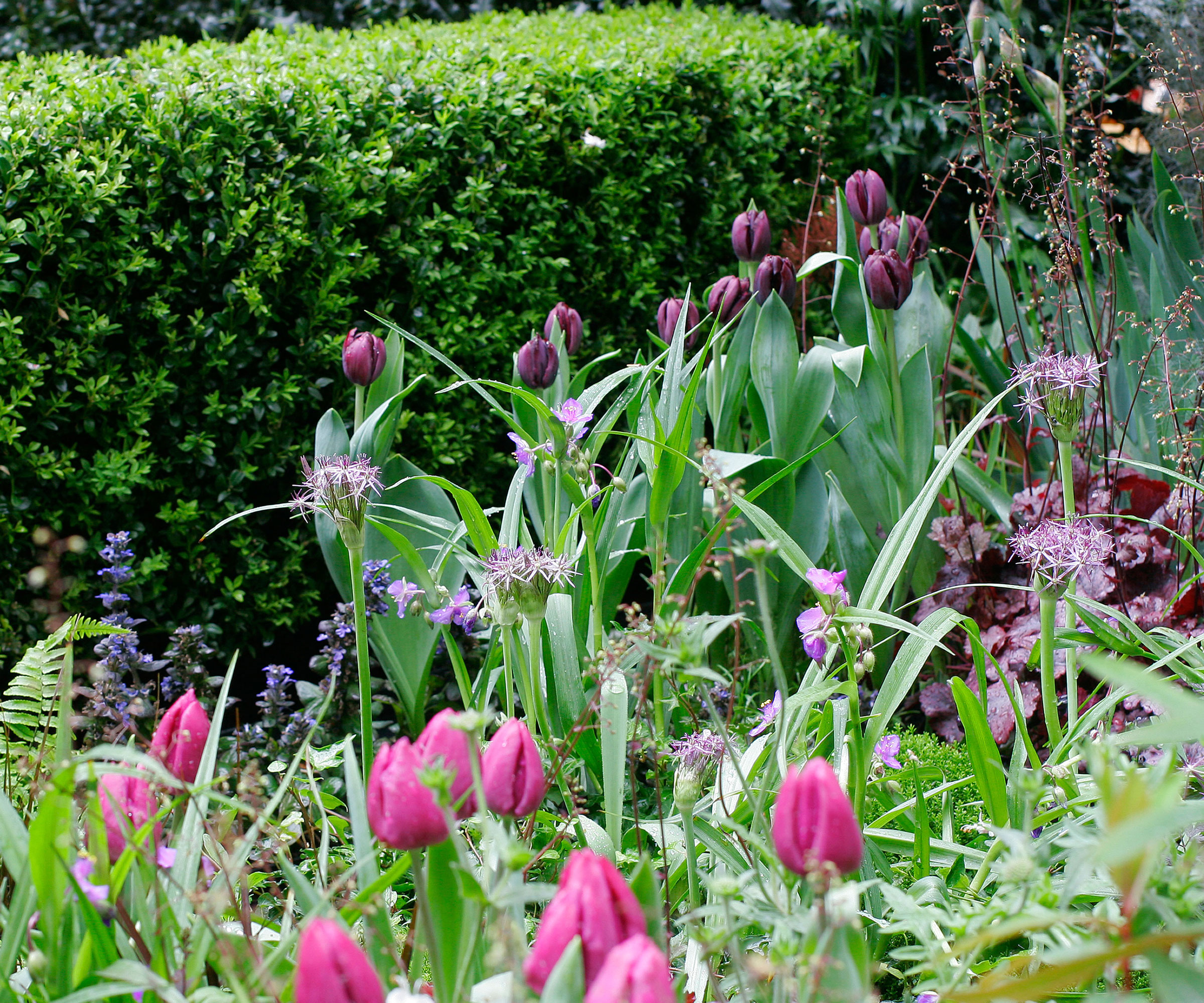 spring garden with pink and purple tulips planted in front of a boxwood hedge