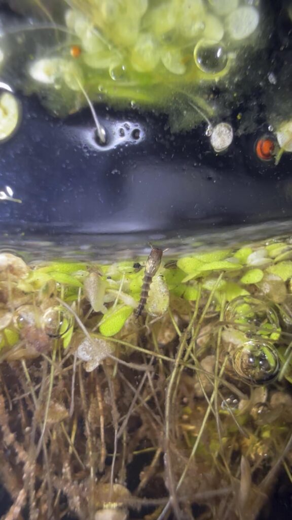 hey guys!! could anyone help me with my identification