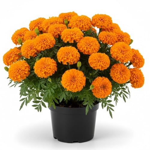 2 Marigolds Live Plants, Orange Marigold Plant Live Potted for Planting, 4-7" Live Annual Blooms Starter Plants, 4 Inch Pot