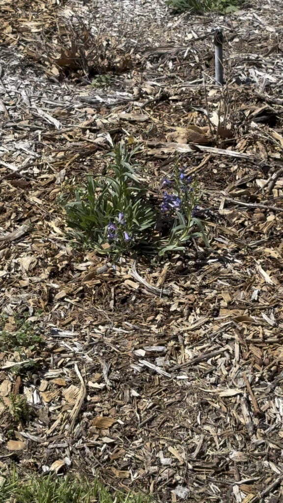 Year two in progress. White-lined sphinx moth has arrived! Not sure what plant this is though 🤔