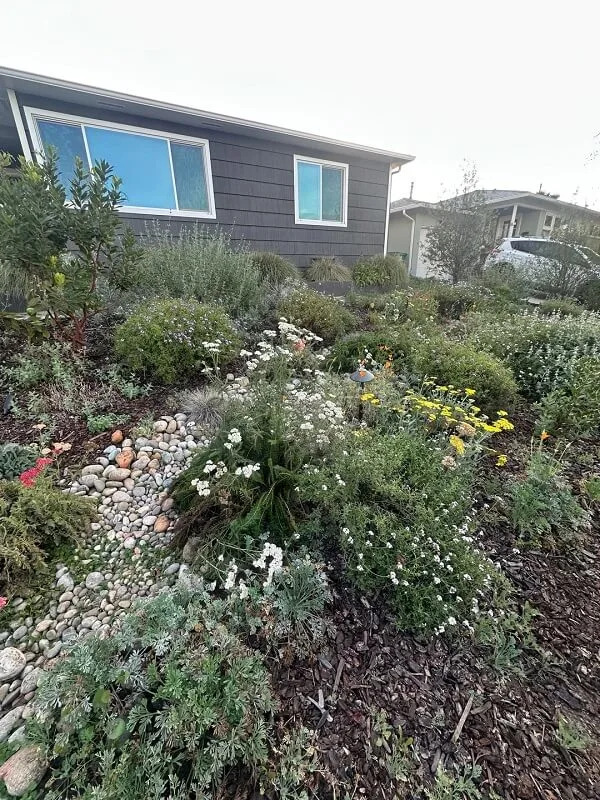 Planting native flowers and grasses can turn any lawn into a backyard paradise, as one Reddit user revealed in photos they shared to the r/Ceanothus subreddit.