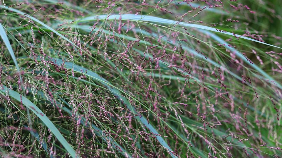 Panicum virgatum. Ornamental grass in the garden.
