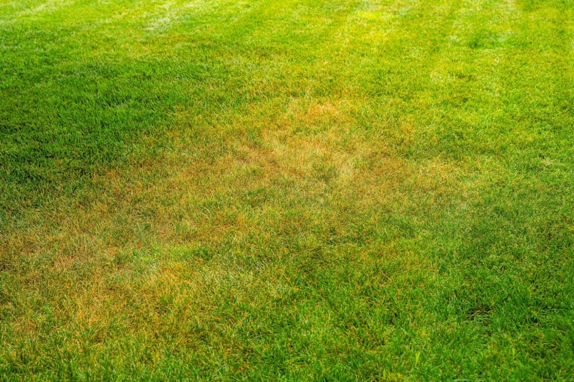 Why Your Lawn Might Still Look Brown Even If You’re Watering Enough, According to Gardeners Why Your Lawn Might Still Look Brown Even If You’re Watering Enough, According to Gardeners