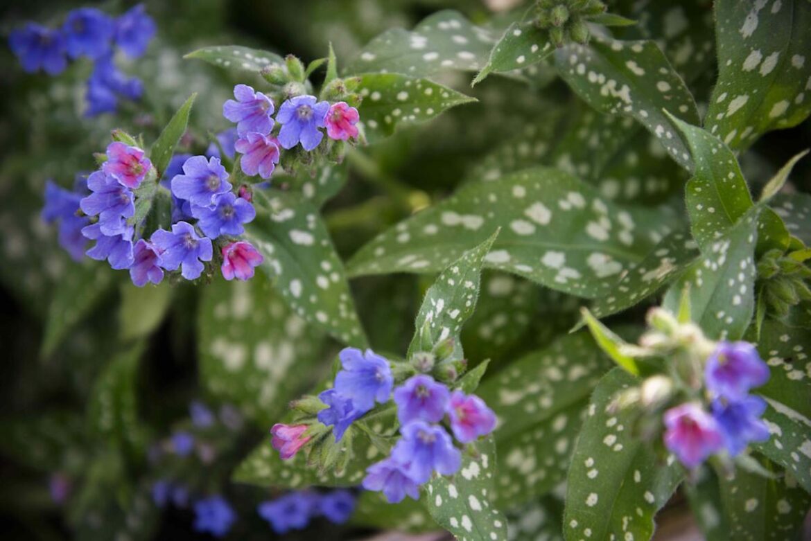 6 Fast-Growing Perennials That Thrive in Shady Gardens 6 Fast-Growing Perennials That Thrive in Shady Gardens
