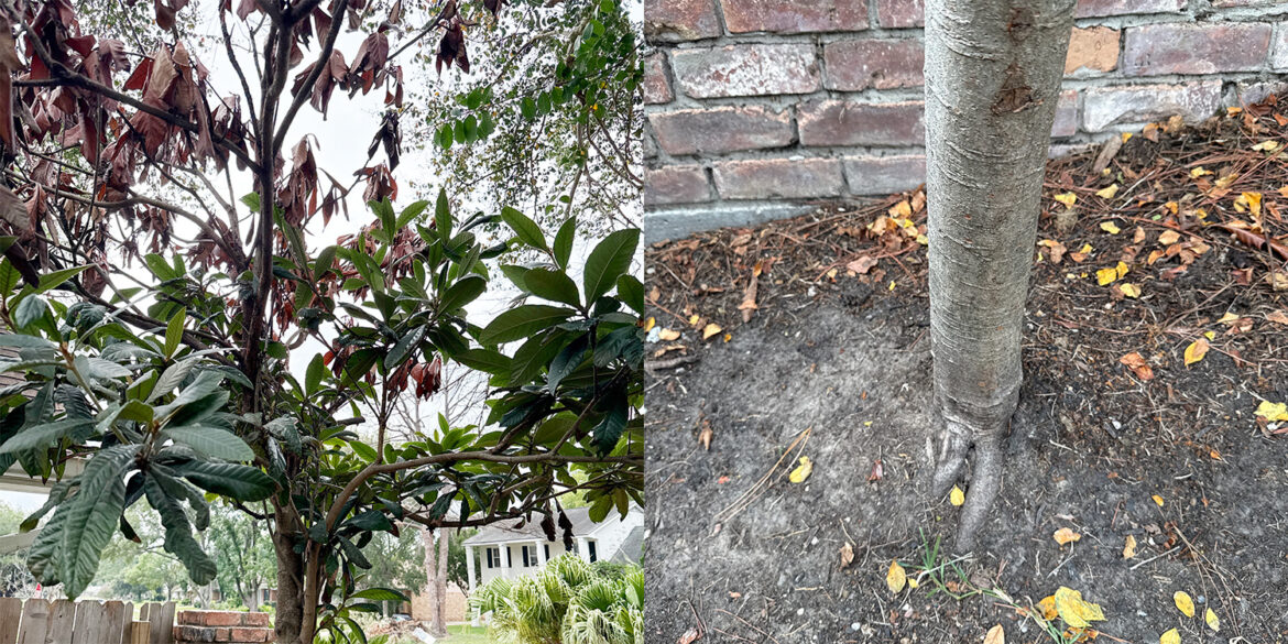 Can AI Do That? Help You Garden