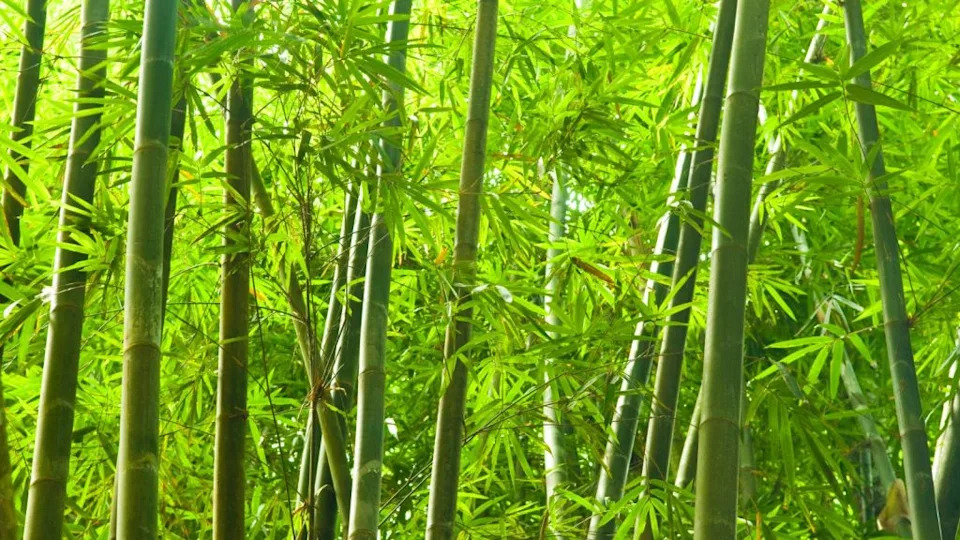 Bamboo