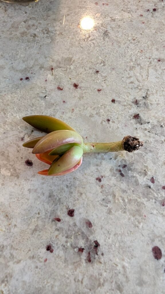 Advice for propping this sad lil guy Advice for propping this sad lil guy