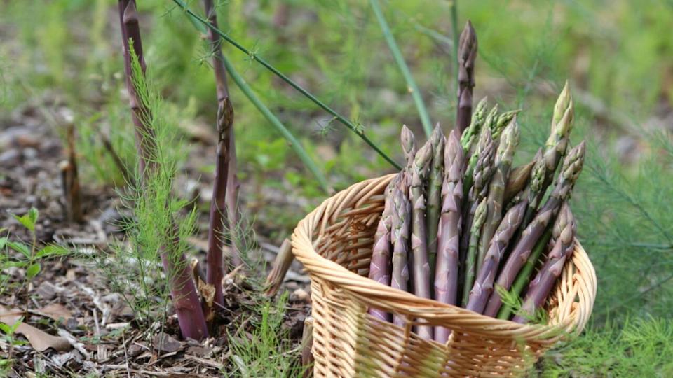 a basket of freshly picked asparagus sitting in the asparagus patch.