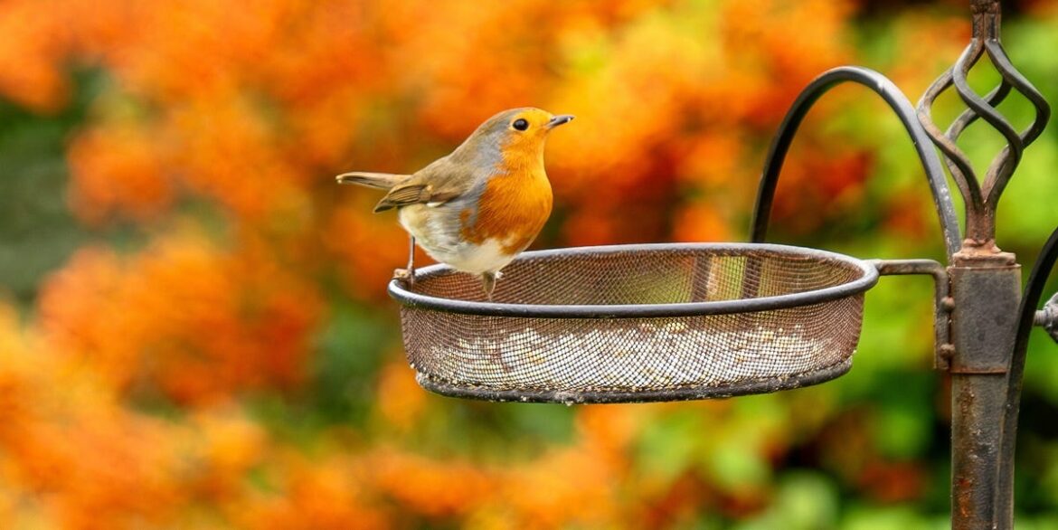 The Simple Reason Robins Ignore Your Bird Feeder (And What to Do Instead)