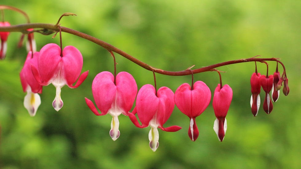 Close-up of pink flowering plant,Lower Silesia,Poland