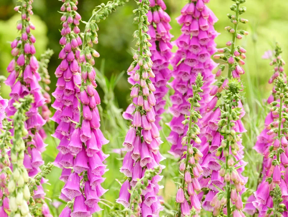common foxglove