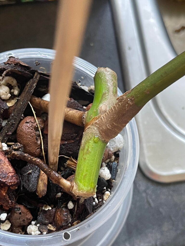 Is this axillary bud dead?