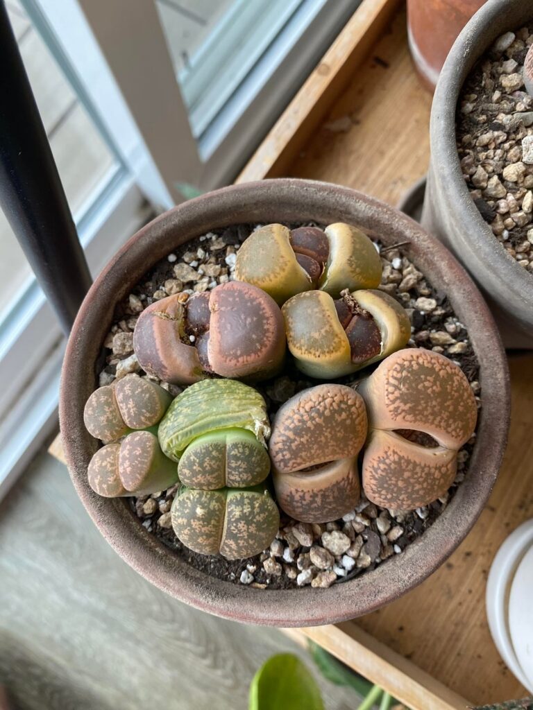 im lithops addict