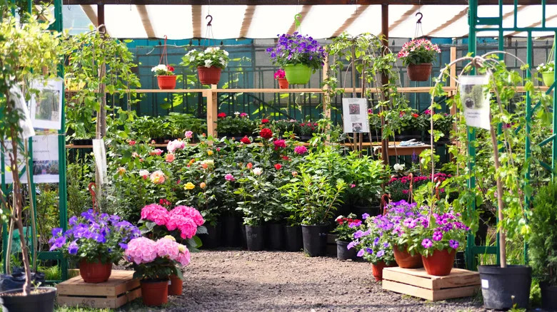 An outdoor nursery filled with blooming flowers