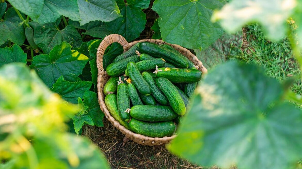 Gardeners Agree: This Is The Best Time To Plant Cucumbers For A Bountiful Harvest Hunker