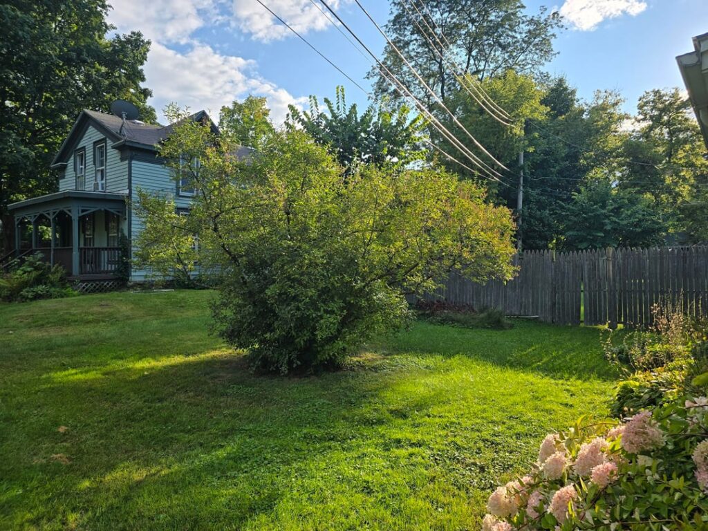 Transplanting a lilac bush
