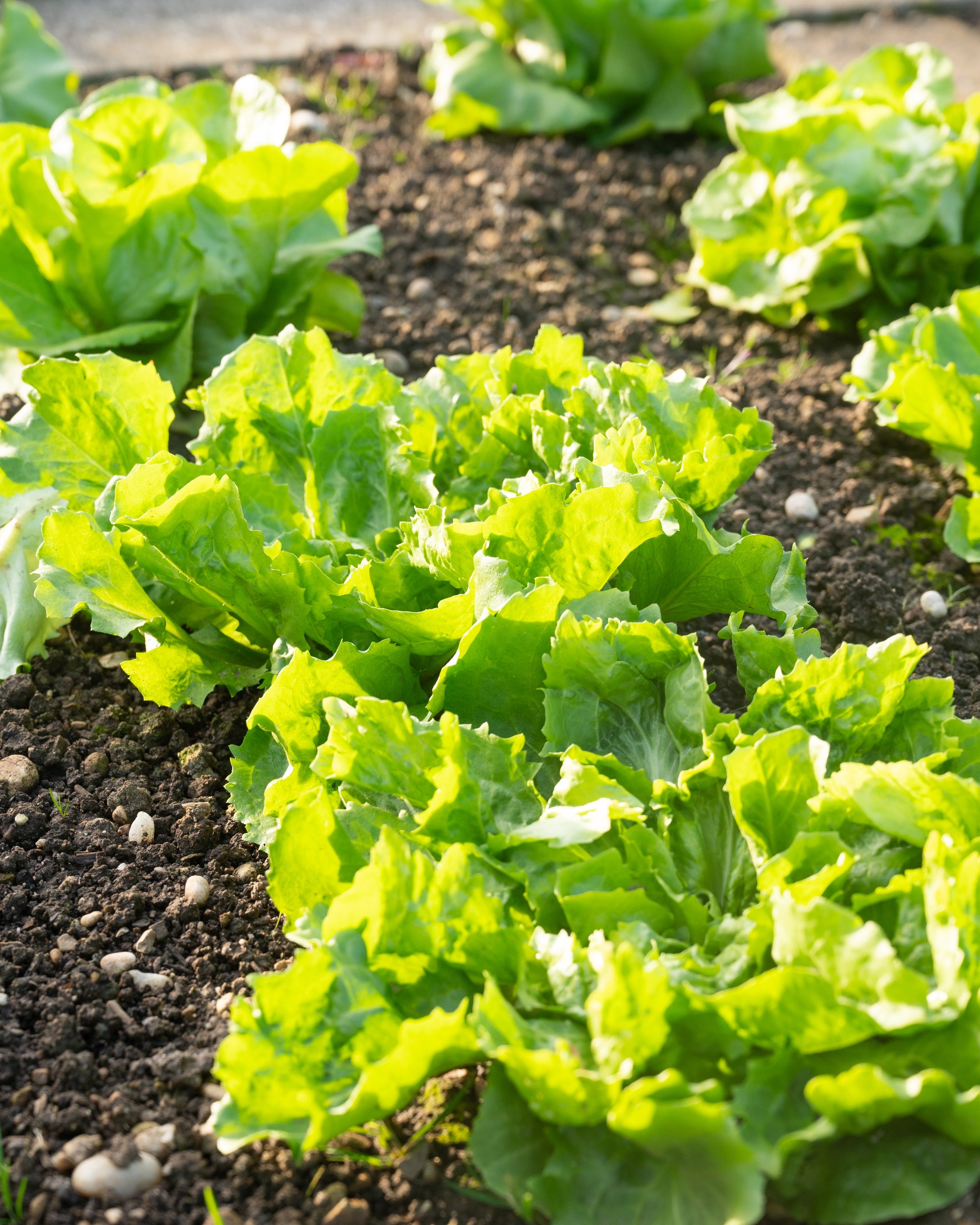 lettuce