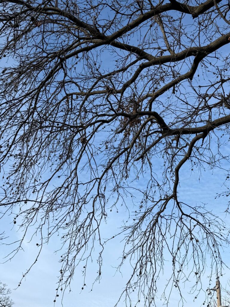 Horned galls in oak tree Horned galls in oak tree