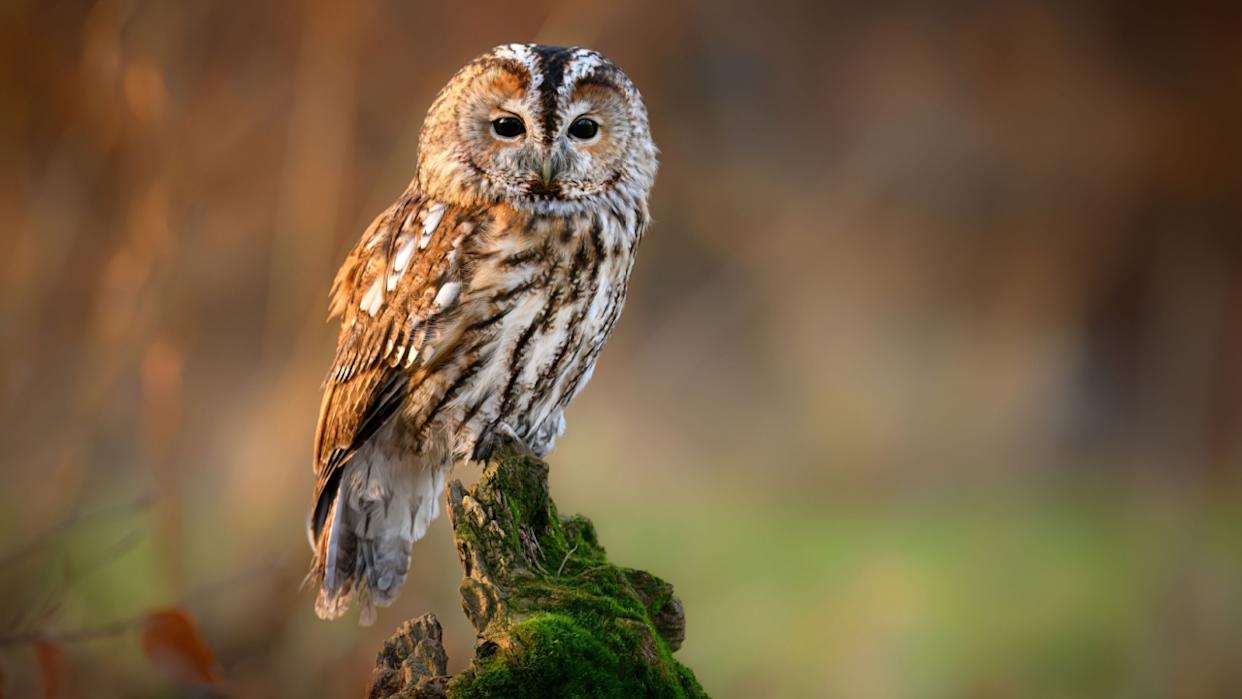Tawny owl ( Strix aluco ) sitiing in autumn forest