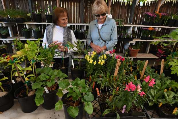 Janice Kinser, left, and Ida Montgomery, both from Santa Rosa, browse last year's Fall Flower Show put on by Graton Community Club. The show returns this weekend with a plant sale, floral displays, food and music. (Erik Castro / For The Press Democrat file)
