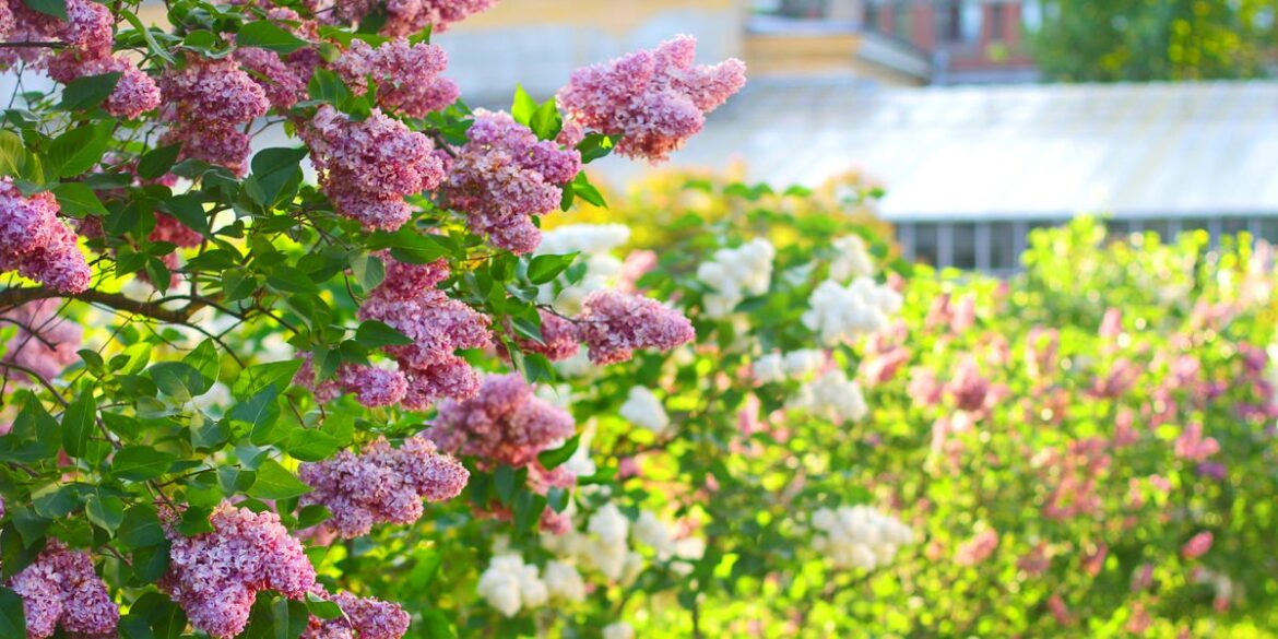 20 Fast-Growing Shrubs And Bushes That Add Garden Privacy Quickly 20 Fast-Growing Shrubs And Bushes That Add Garden Privacy Quickly