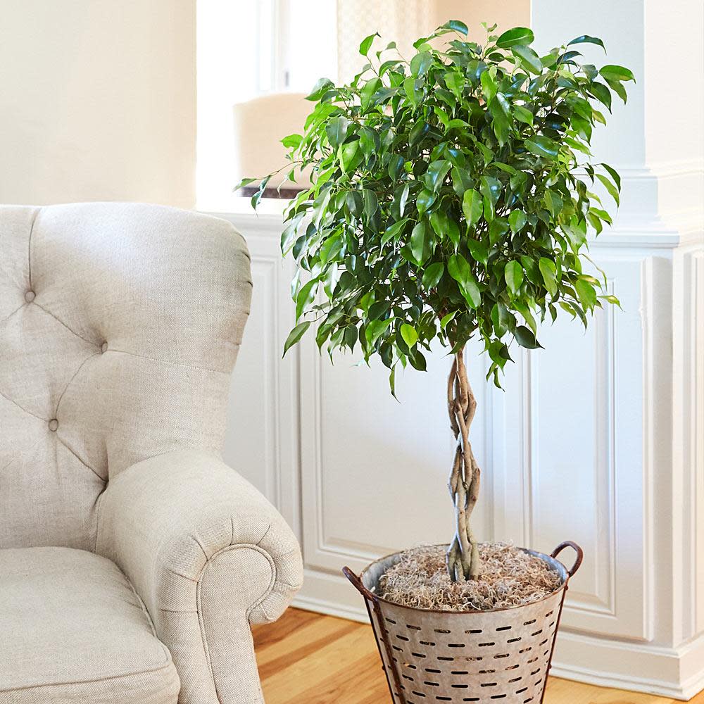 37 Low-Light Houseplants That THRIVE in Darkness