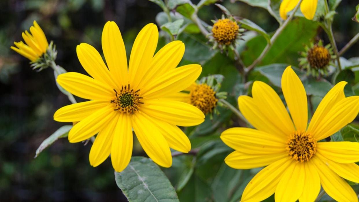 Jerusalem artichoke Flower