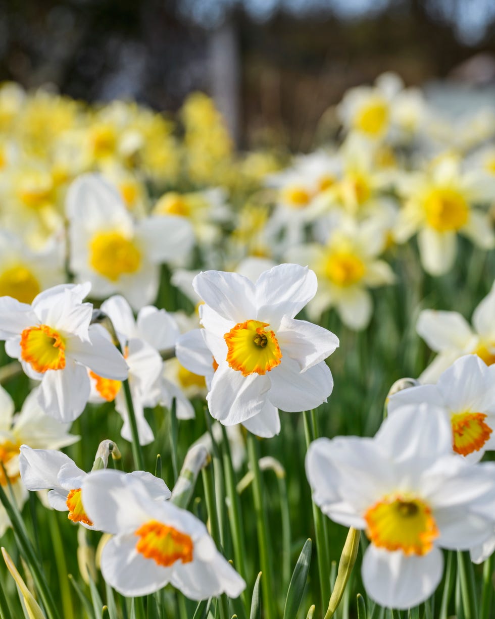 narcissus 'pomona'