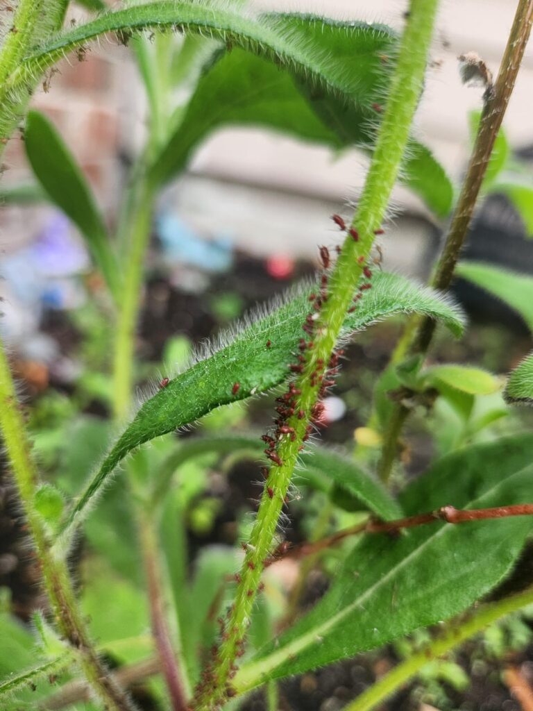 What are these bugs?